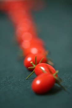 トマトの行列